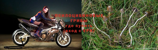 хмурый Дмитров